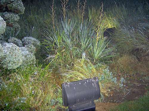 A Low Voltage Garden Light