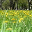 dandelions in grass