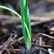baby onion