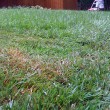 zoysia grass
